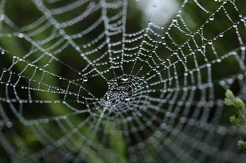 hot-to-pick-a-good-domain-name-for-your-business-clio-websites-spider-web